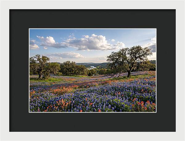 Texas Hill Country Blooms