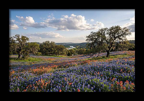 Texas Hill Country Blooms