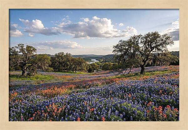 Texas Hill Country Blooms