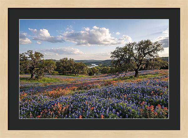 Texas Hill Country Blooms