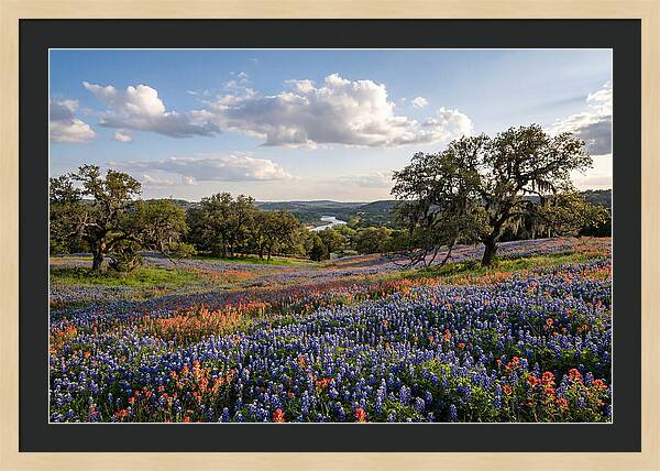Texas Hill Country Blooms