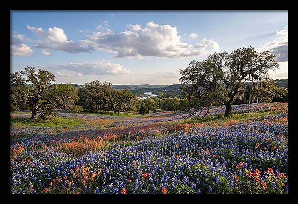 Texas Hill Country Blooms