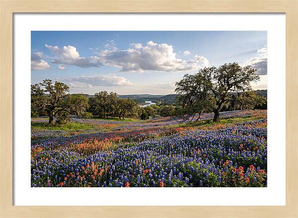 Texas Hill Country Blooms