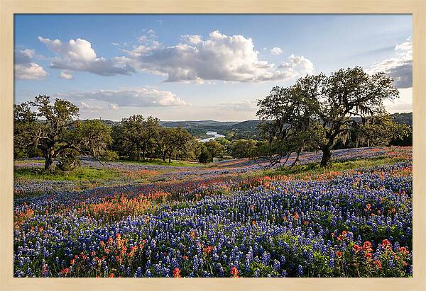 Texas Hill Country Blooms