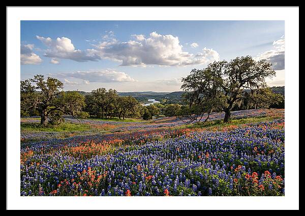 Texas Hill Country Blooms