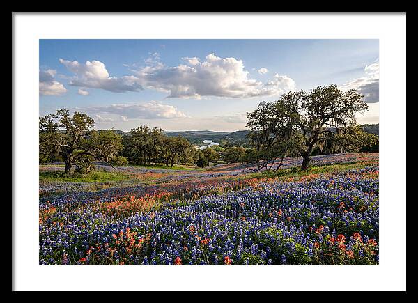 Texas Hill Country Blooms