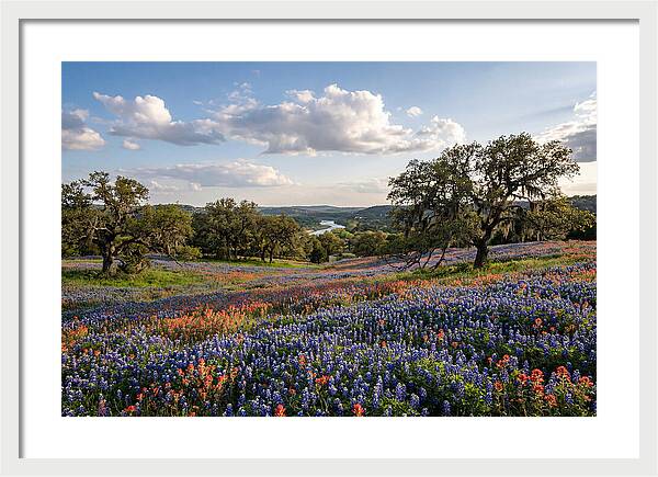 Texas Hill Country Blooms