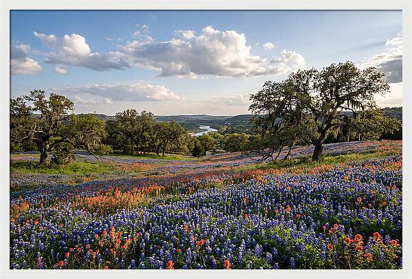 Texas Hill Country Blooms