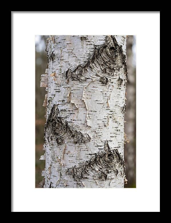 Texture Of Birch Bark
