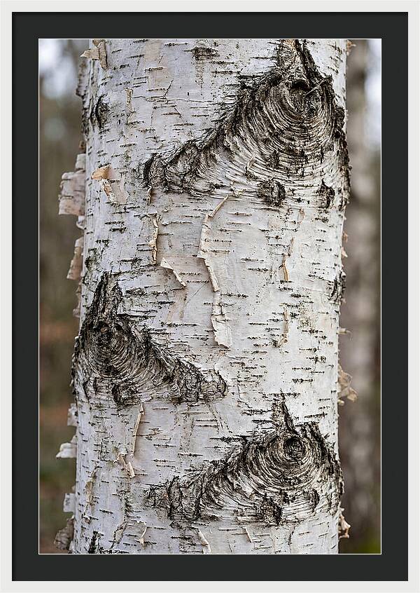 Texture Of Birch Bark