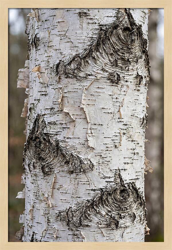 Texture Of Birch Bark