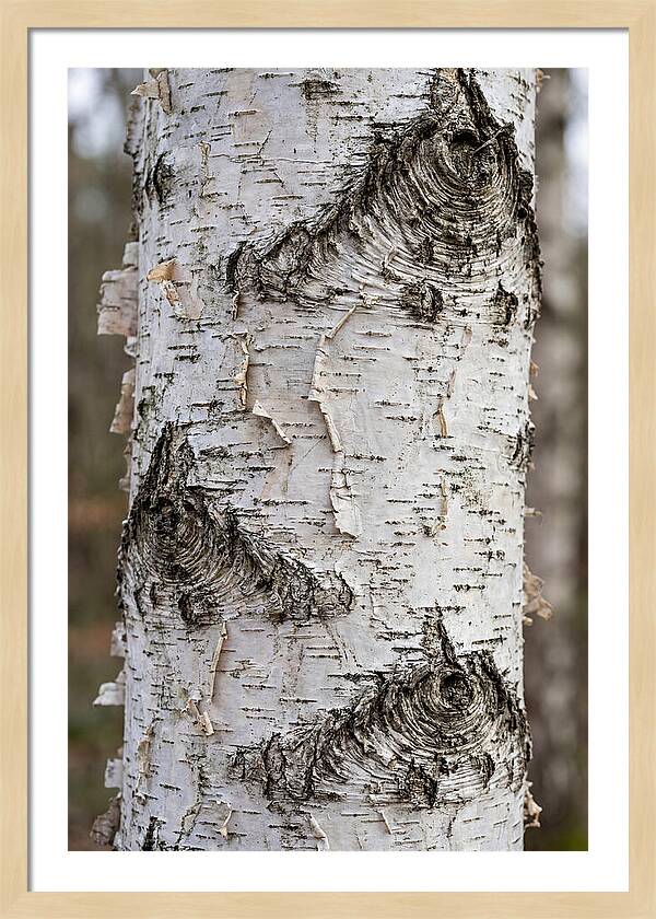 Texture Of Birch Bark