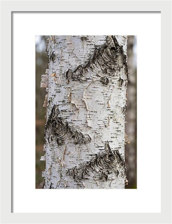 Texture Of Birch Bark