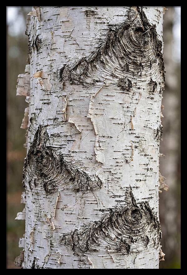 Texture Of Birch Bark