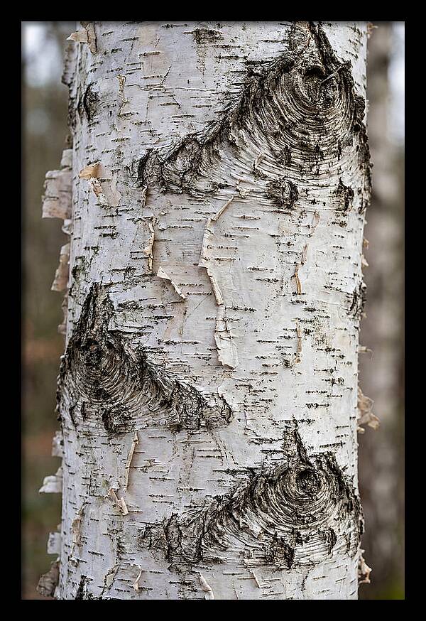 Texture Of Birch Bark