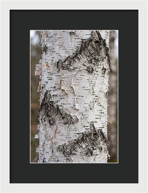 Texture Of Birch Bark