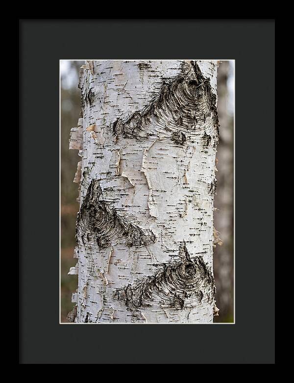 Texture Of Birch Bark