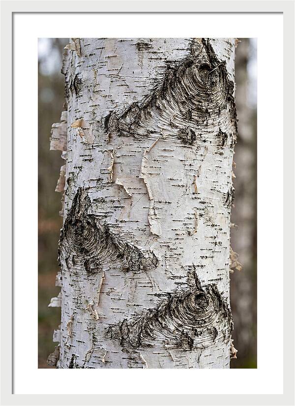 Texture Of Birch Bark
