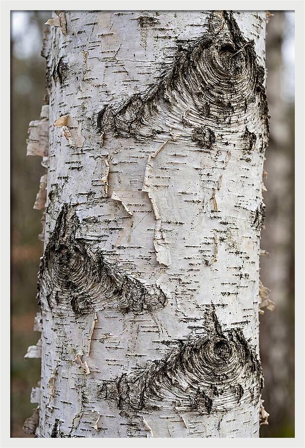 Texture Of Birch Bark