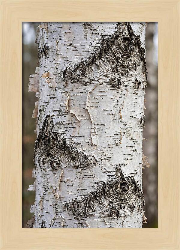 Texture Of Birch Bark