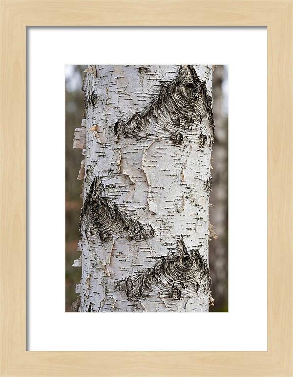 Texture Of Birch Bark