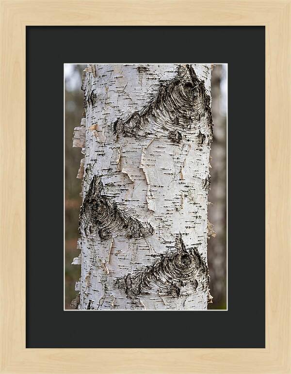 Texture Of Birch Bark