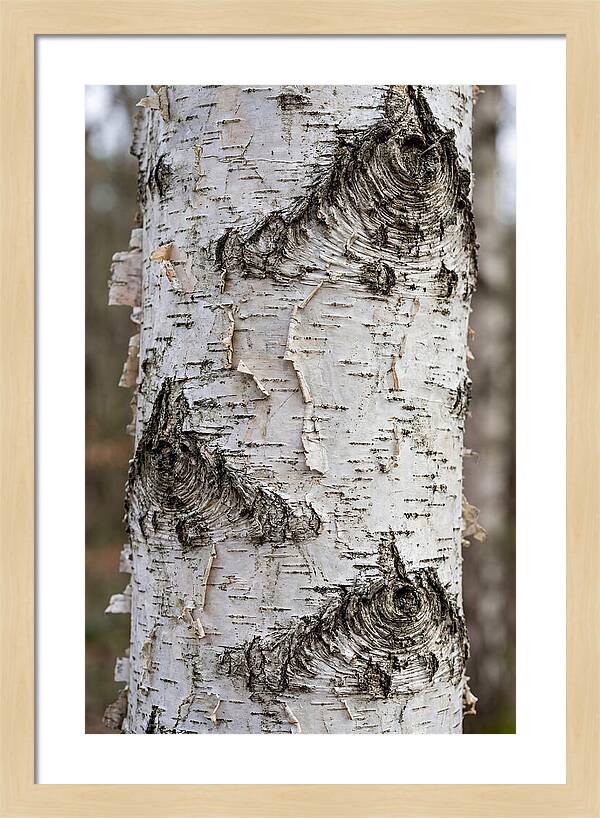 Texture Of Birch Bark