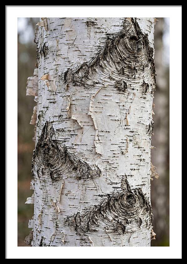 Texture Of Birch Bark