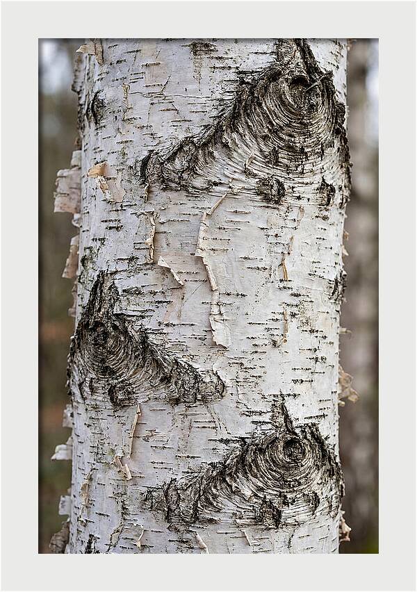 Texture Of Birch Bark