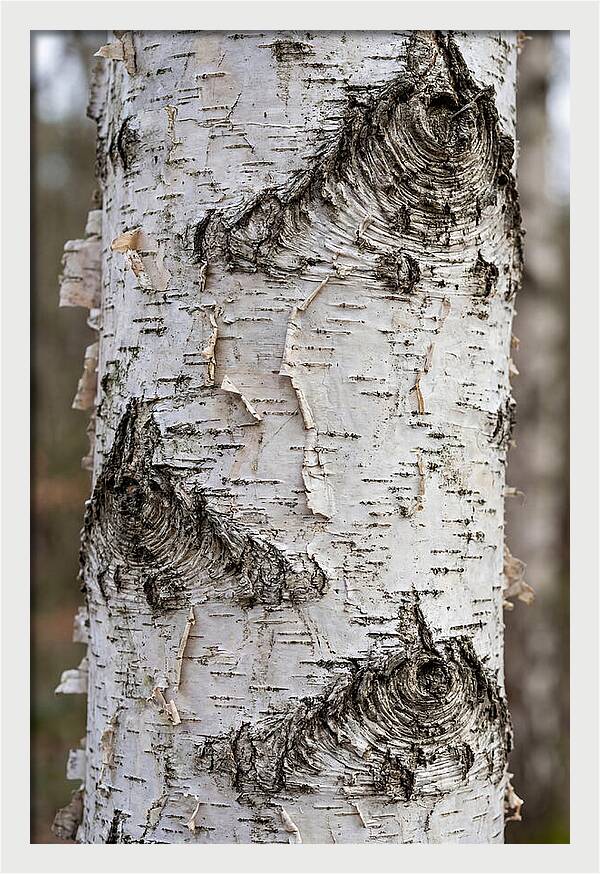 Texture Of Birch Bark