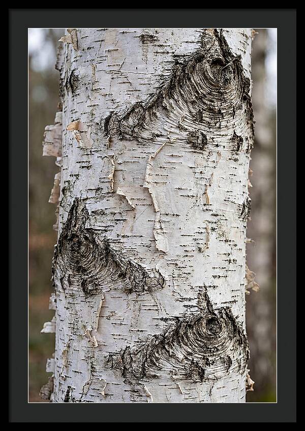 Texture Of Birch Bark