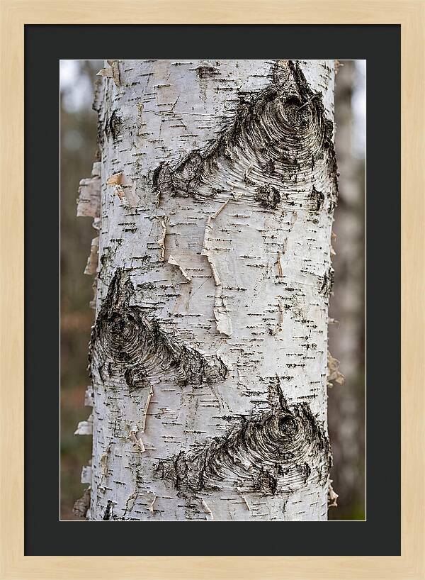 Texture Of Birch Bark