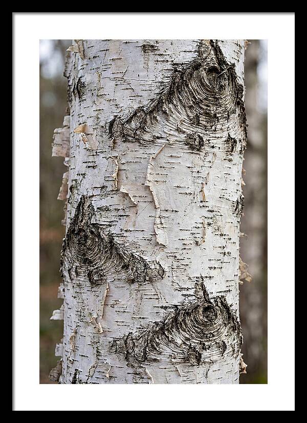 Texture Of Birch Bark