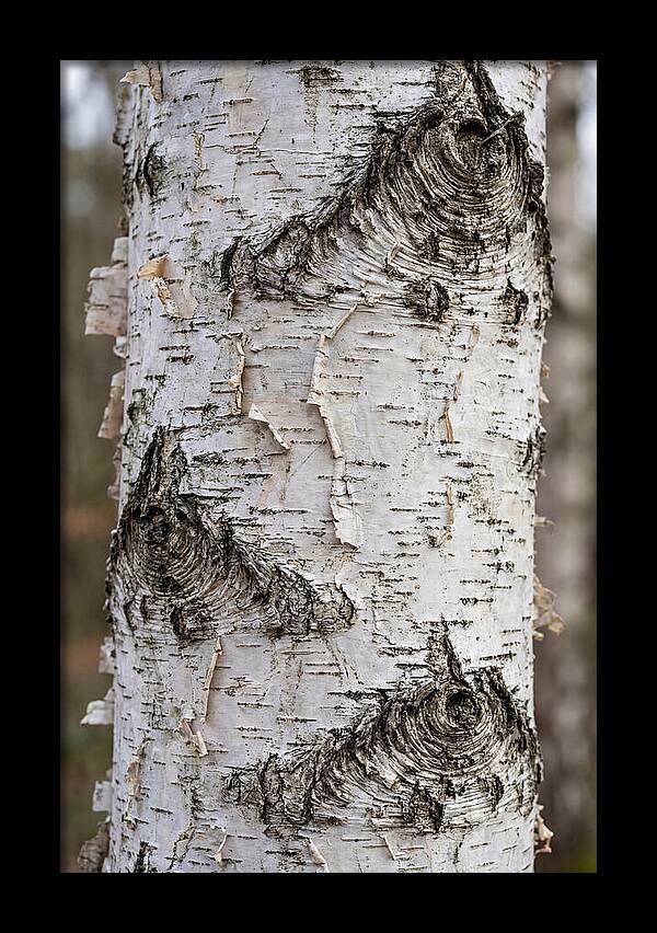 Texture Of Birch Bark