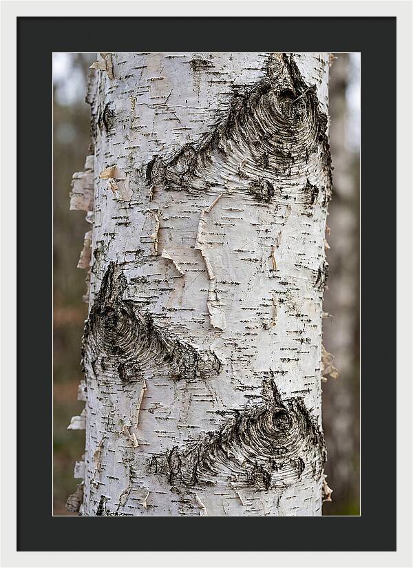 Texture Of Birch Bark