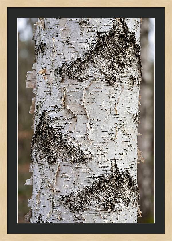 Texture Of Birch Bark