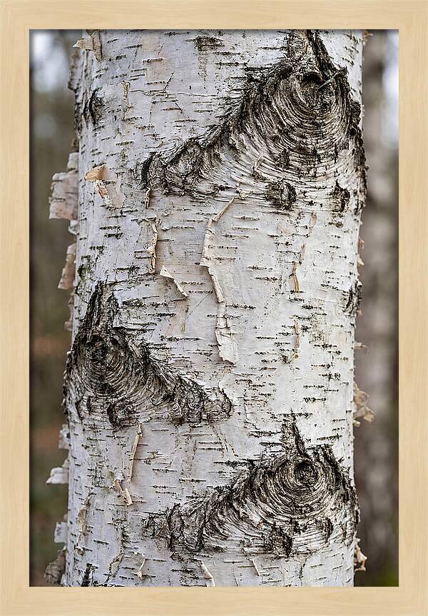 Texture Of Birch Bark