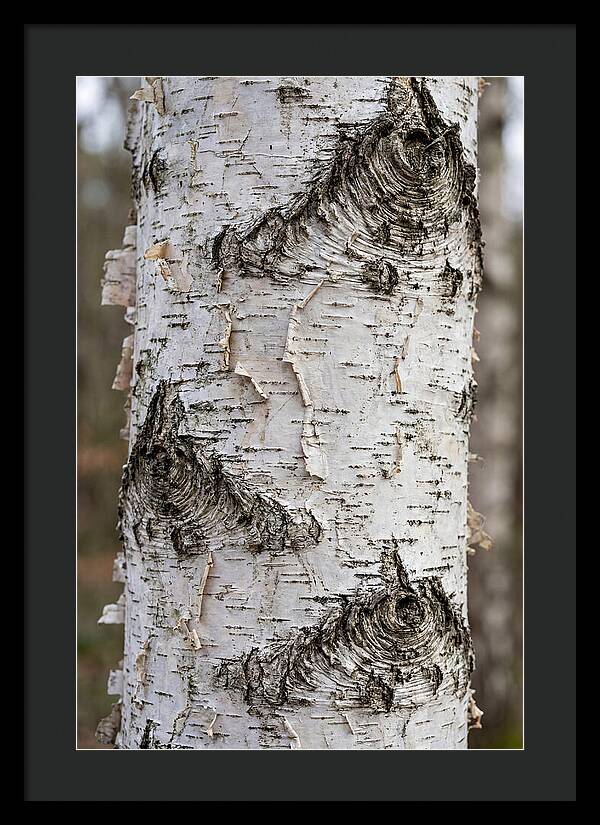 Texture Of Birch Bark