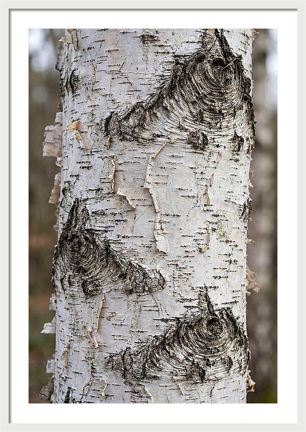 Texture Of Birch Bark