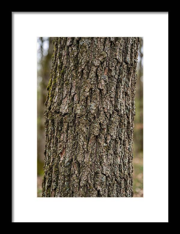 Texture Of Oak Bark