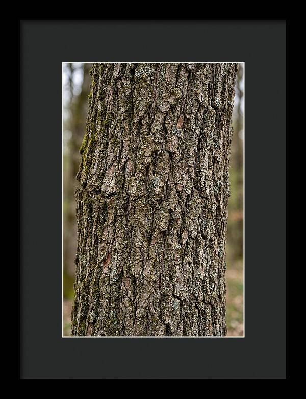Texture Of Oak Bark