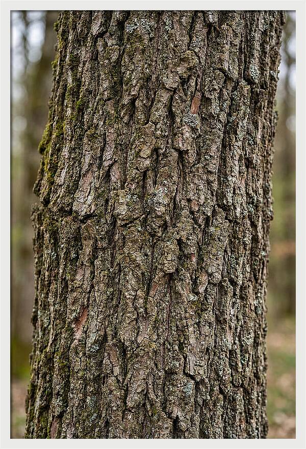 Texture Of Oak Bark
