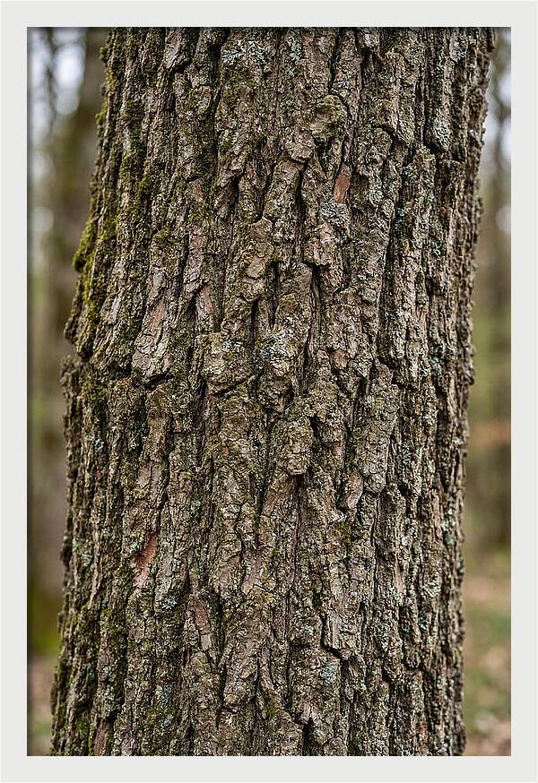 Texture Of Oak Bark