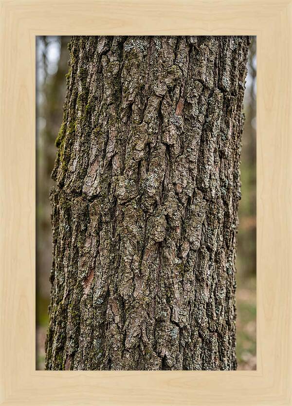 Texture Of Oak Bark