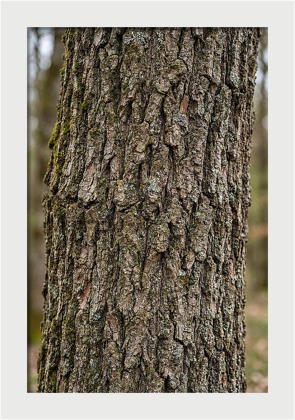 Texture Of Oak Bark