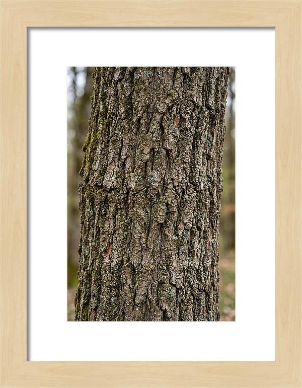 Texture Of Oak Bark