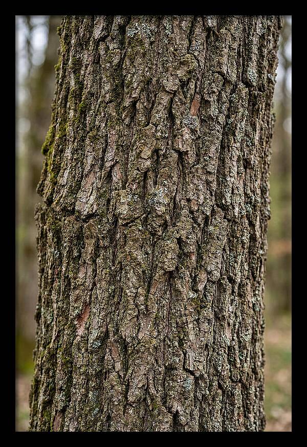 Texture Of Oak Bark