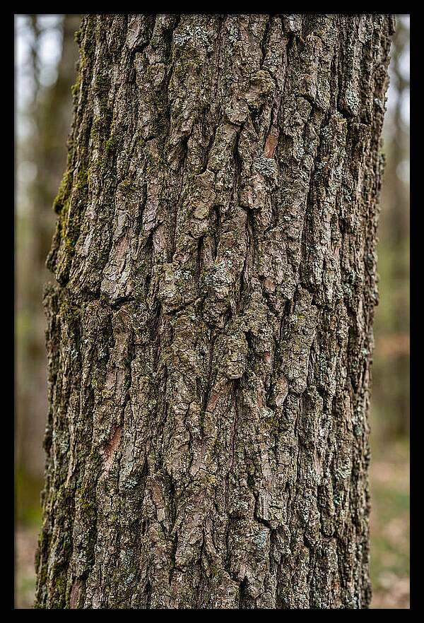 Texture Of Oak Bark
