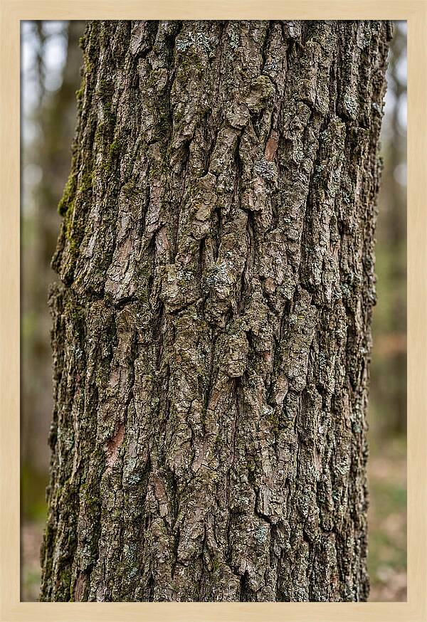 Texture Of Oak Bark
