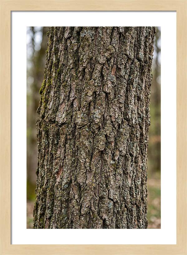 Texture Of Oak Bark